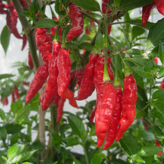 Red chili peppers hanging from a plant with green leaves.