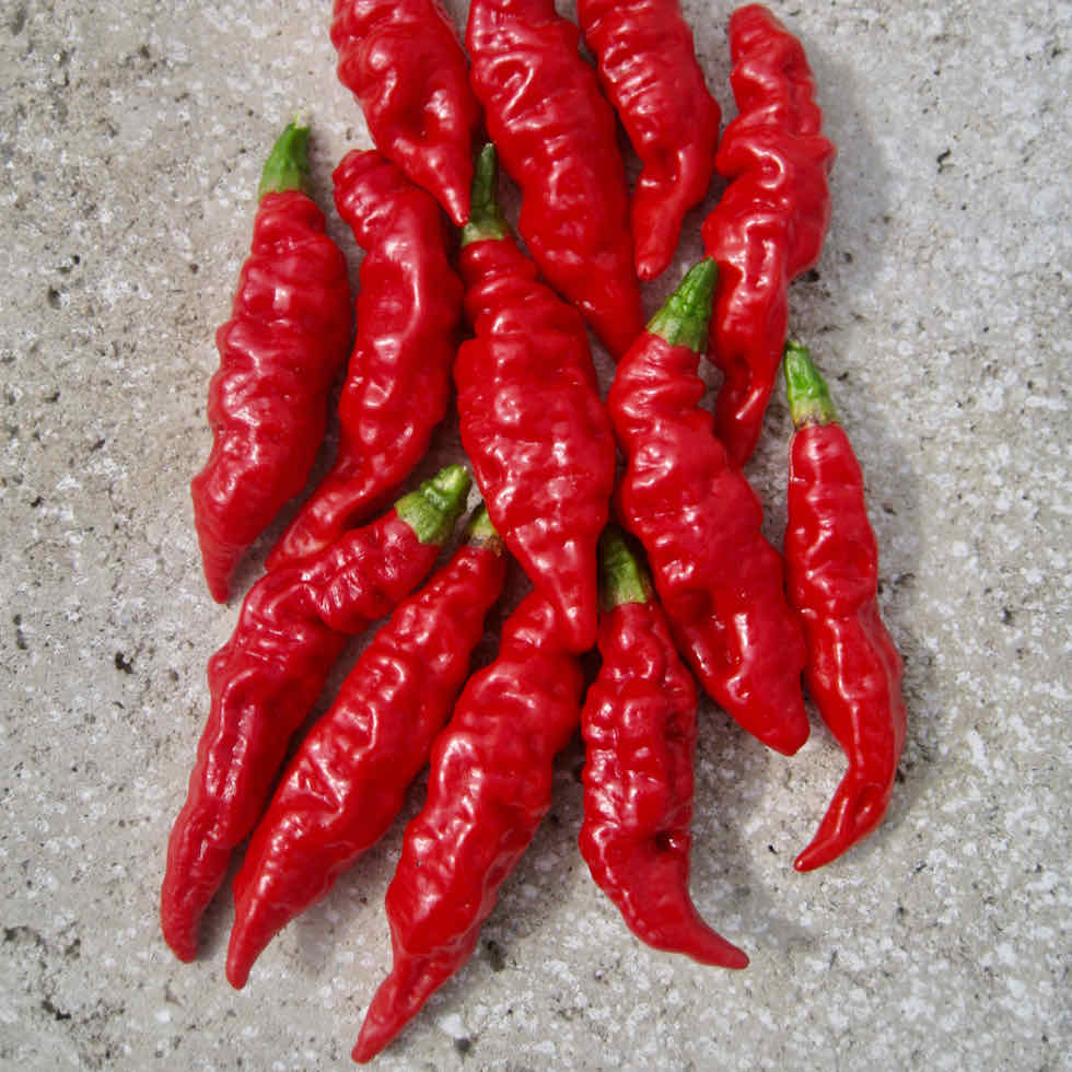 Chilli Pepper Fruity Volcano Seeds - Hot Fruity Variety (135,000 SHU)