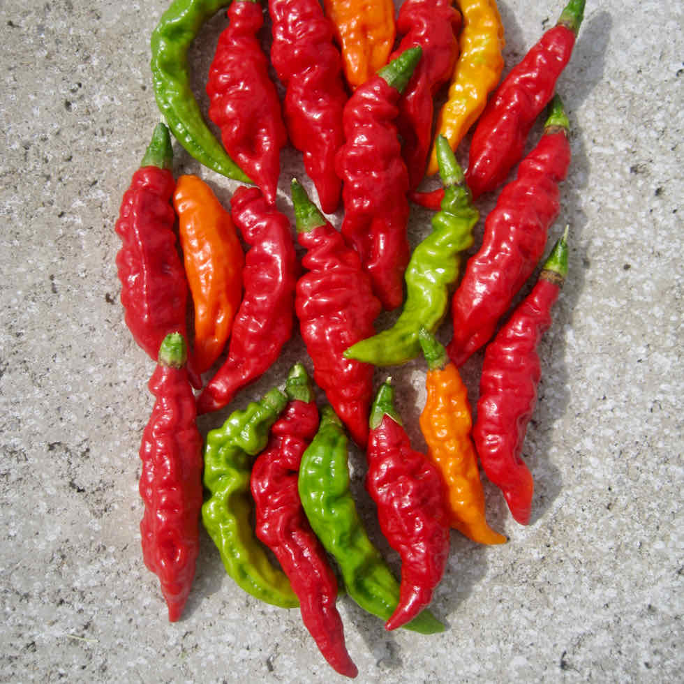 Chilli Pepper Fruity Volcano Seeds - Hot Fruity Variety (135,000 SHU)