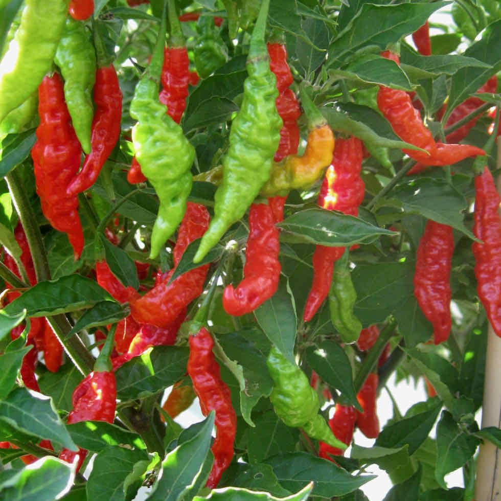 Chilli Pepper Fruity Volcano Seeds - Hot Fruity Variety (135,000 SHU)