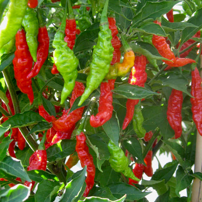 Chilli Pepper Fruity Volcano Seeds - Hot Fruity Variety (135,000 SHU)