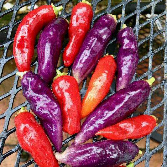 Chilli Pepper Habanero Aroma Seeds - Very Hot Fruity Variety (100,000+ SHU)