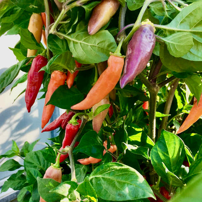 Chilli Pepper Habanero Aroma Seeds - Very Hot Fruity Variety (100,000+ SHU)