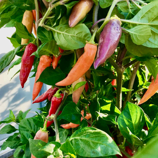 Chilli Pepper Habanero Aroma Seeds - Very Hot Fruity Variety (100,000+ SHU)