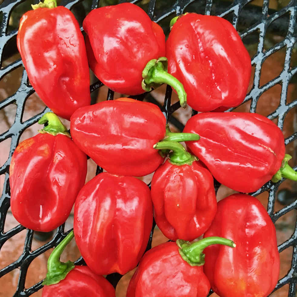 Chilli Pepper Habanero Fire Seeds - Very Hot Red Variety (200,000–300,000 SHU)