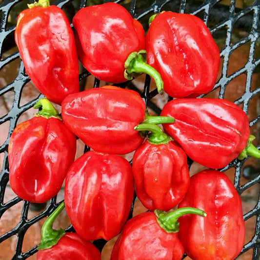 Chilli Pepper Habanero Fire Seeds - Very Hot Red Variety (200,000–300,000 SHU)