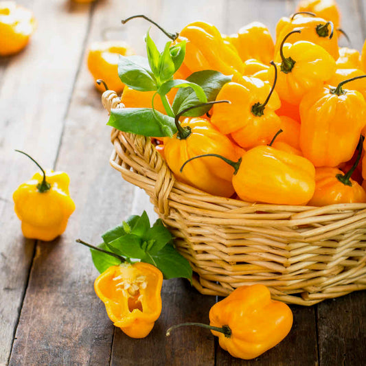 Chilli Pepper Habanero Golden Yellow Seeds - Very Hot Variety (200,000–300,000 SHU)