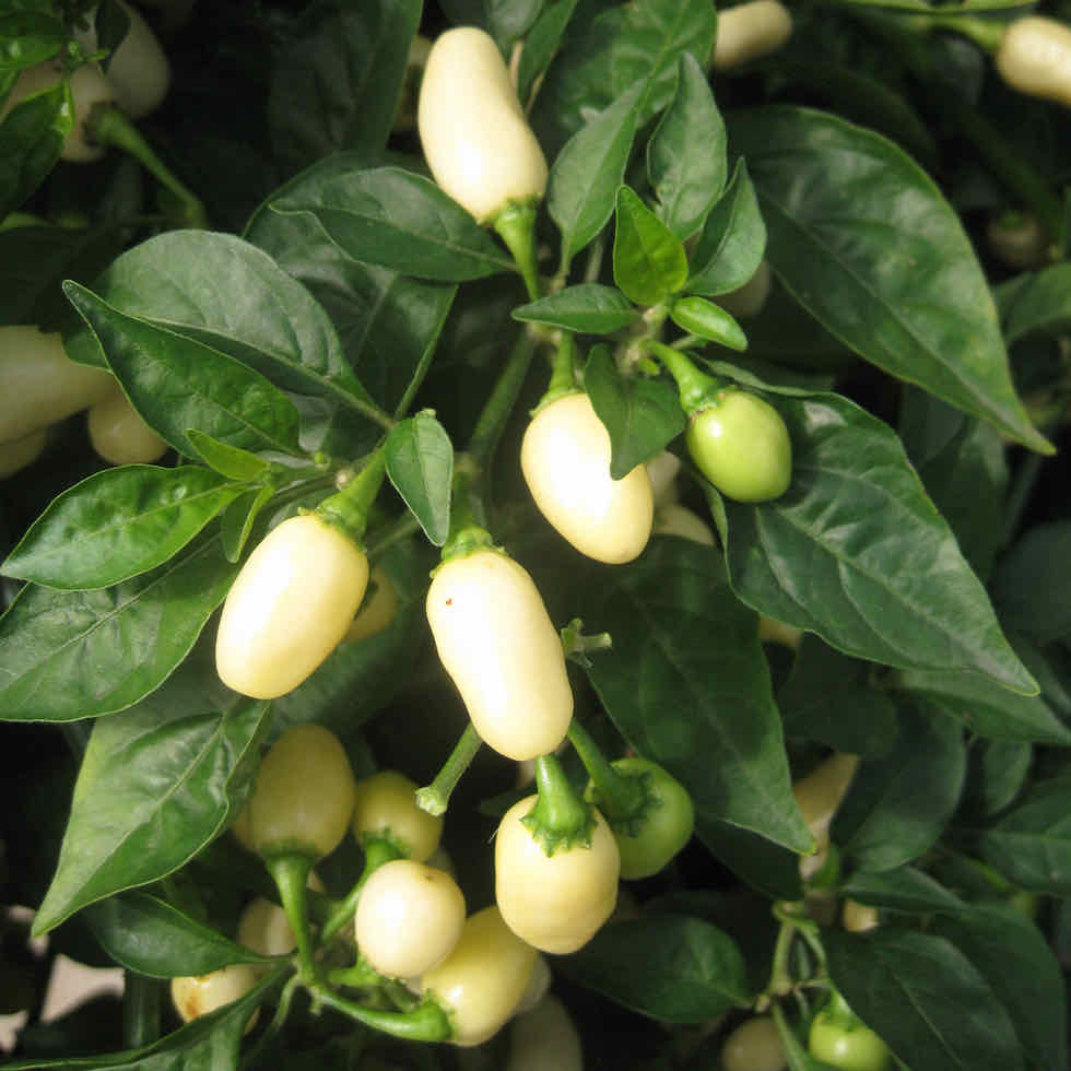 Chilli Pepper Habanero White Heat Seeds | Very Hot Fruity (200,000–300,000 SHU)