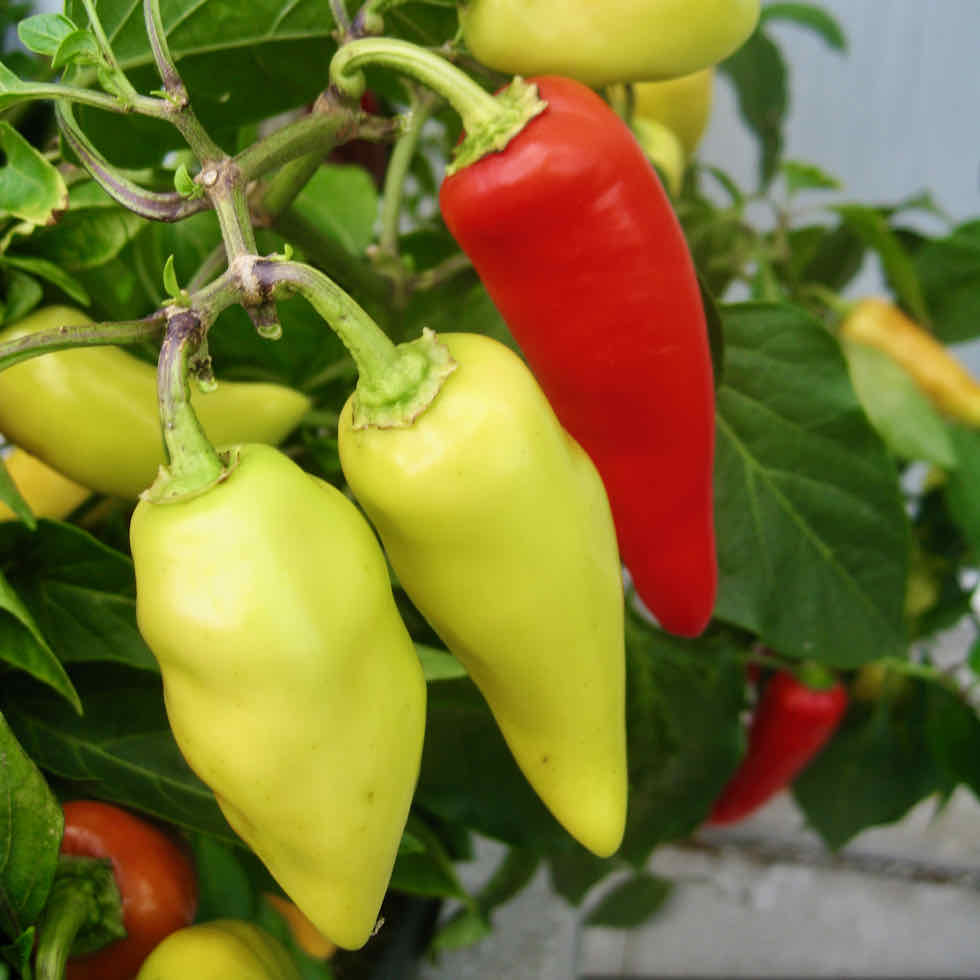 Chilli Pepper Hot Lolly Seeds – Compact Colour-Changing Variety (50,000 SHU)