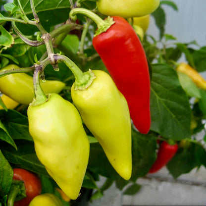 Chilli Pepper Hot Lolly Seeds – Compact Colour-Changing Variety (50,000 SHU)