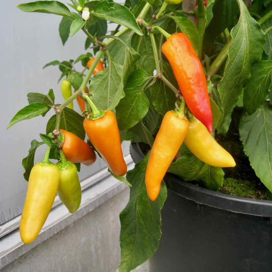 Chilli Pepper Hot Lolly Seeds – Compact Colour-Changing Variety (50,000 SHU)