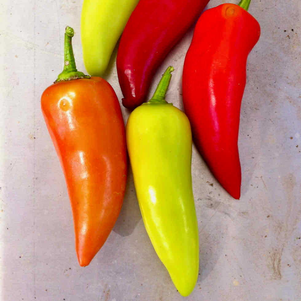 Chilli Pepper Hot Lolly Seeds – Compact Colour-Changing Variety (50,000 SHU)