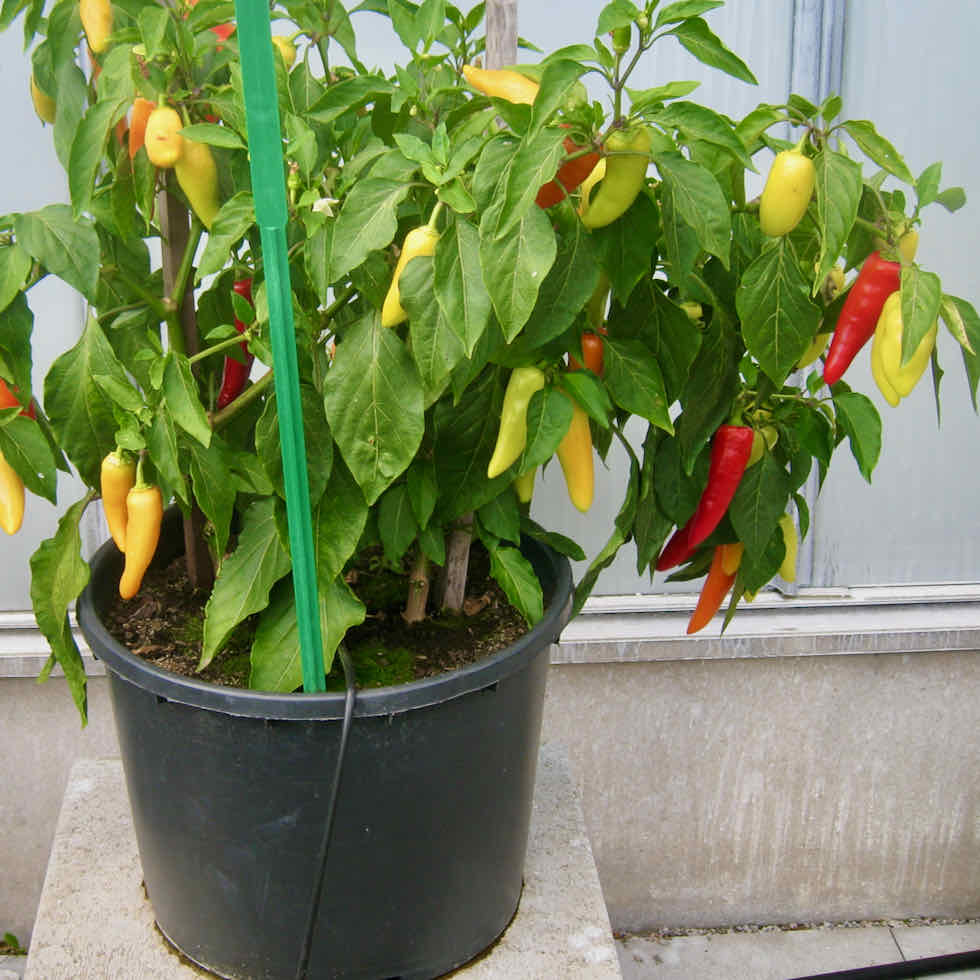 Chilli Pepper Hot Lolly Seeds – Compact Colour-Changing Variety (50,000 SHU)