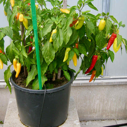 Chilli Pepper Hot Lolly Seeds – Compact Colour-Changing Variety (50,000 SHU)