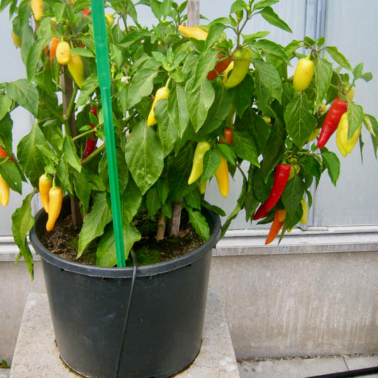 Chilli Pepper Hot Lolly Seeds – Compact Colour-Changing Variety (50,000 SHU)