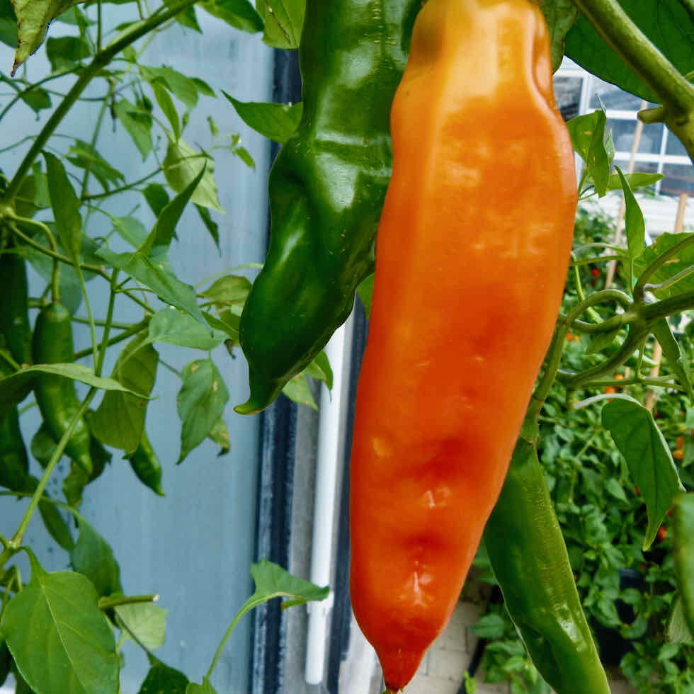Chilli Pepper Orange Glow Seeds - Mild Hot Orange Variety (10,000 SHU)
