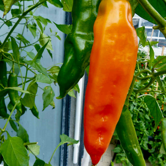 Chilli Pepper Orange Glow Seeds - Mild Hot Orange Variety (10,000 SHU)