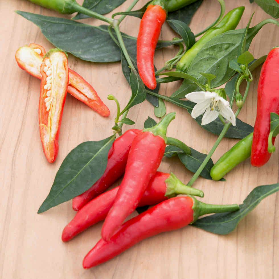 Chilli Pepper Pikito Seeds - Compact Hot Variety (20,000 SHU)