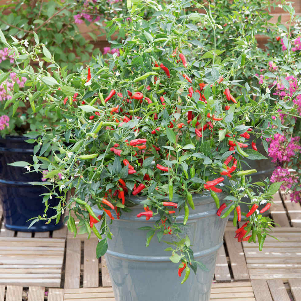 Chilli Pepper Pikito Seeds - Compact Hot Variety (20,000 SHU)