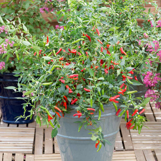 Chilli Pepper Pikito Seeds - Compact Hot Variety (20,000 SHU)