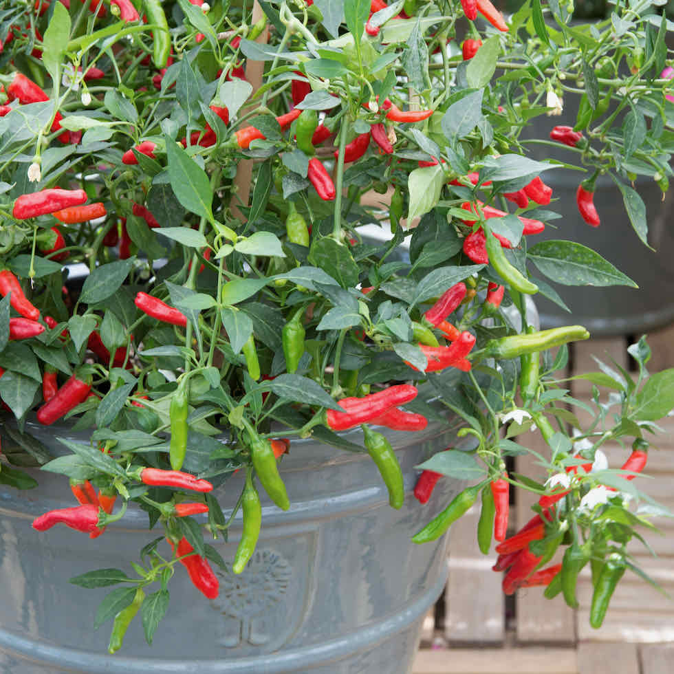 Chilli Pepper Pikito Seeds - Compact Hot Variety (20,000 SHU)