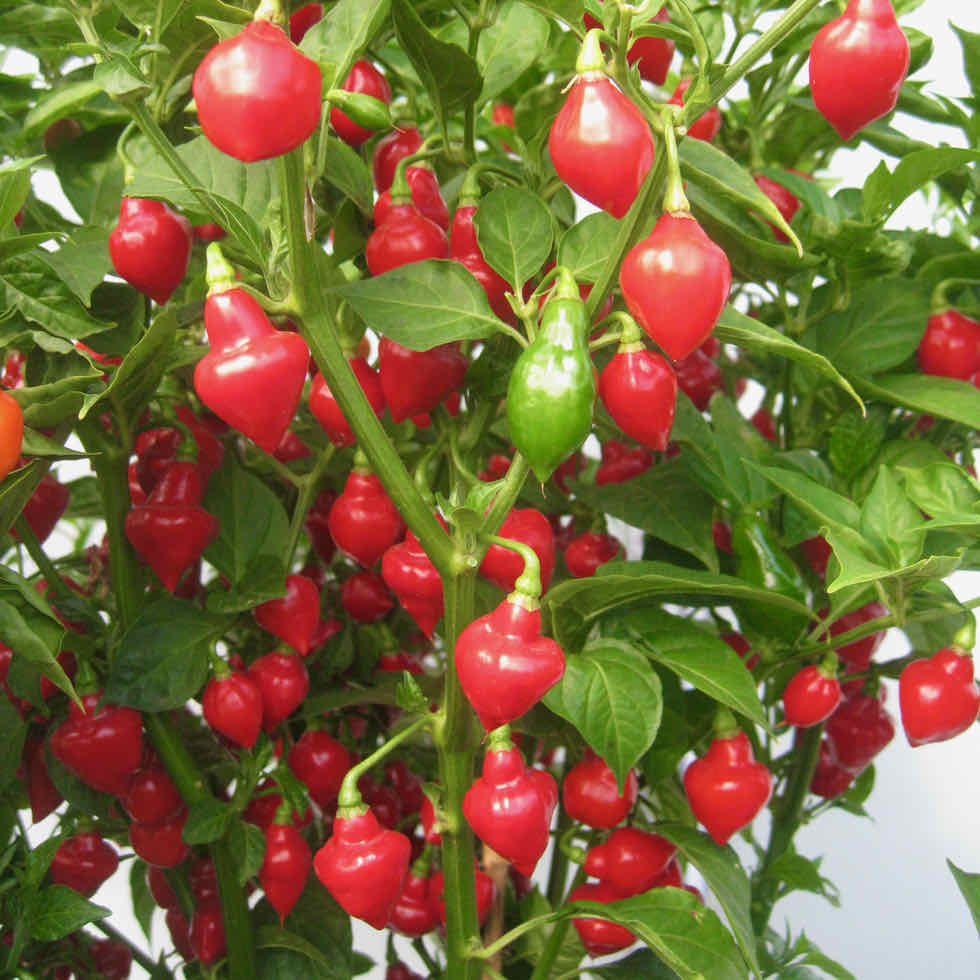 Chilli Pepper Spinning Tops Seeds - Fruity Hot 30,000 SHU Variety