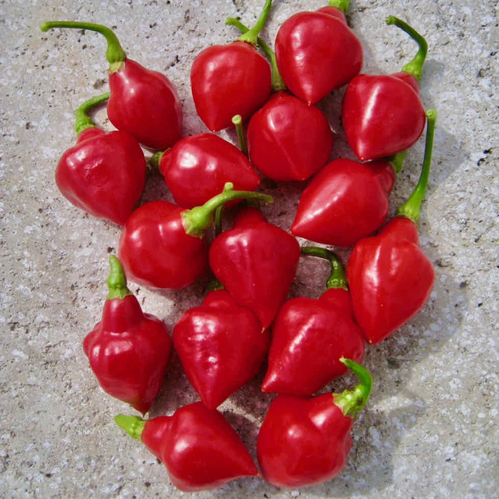 Chilli Pepper Spinning Tops Seeds - Fruity Hot 30,000 SHU Variety