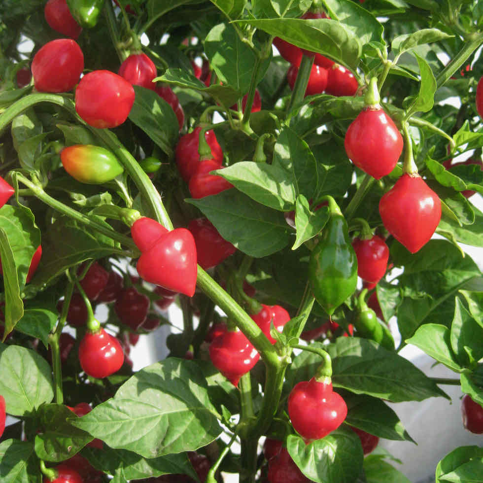 Chilli Pepper Spinning Tops Seeds - Fruity Hot 30,000 SHU Variety