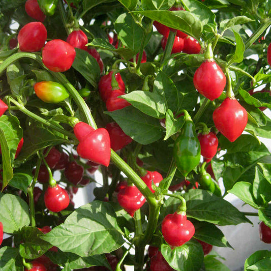 Chilli Pepper Spinning Tops Seeds - Fruity Hot 30,000 SHU Variety