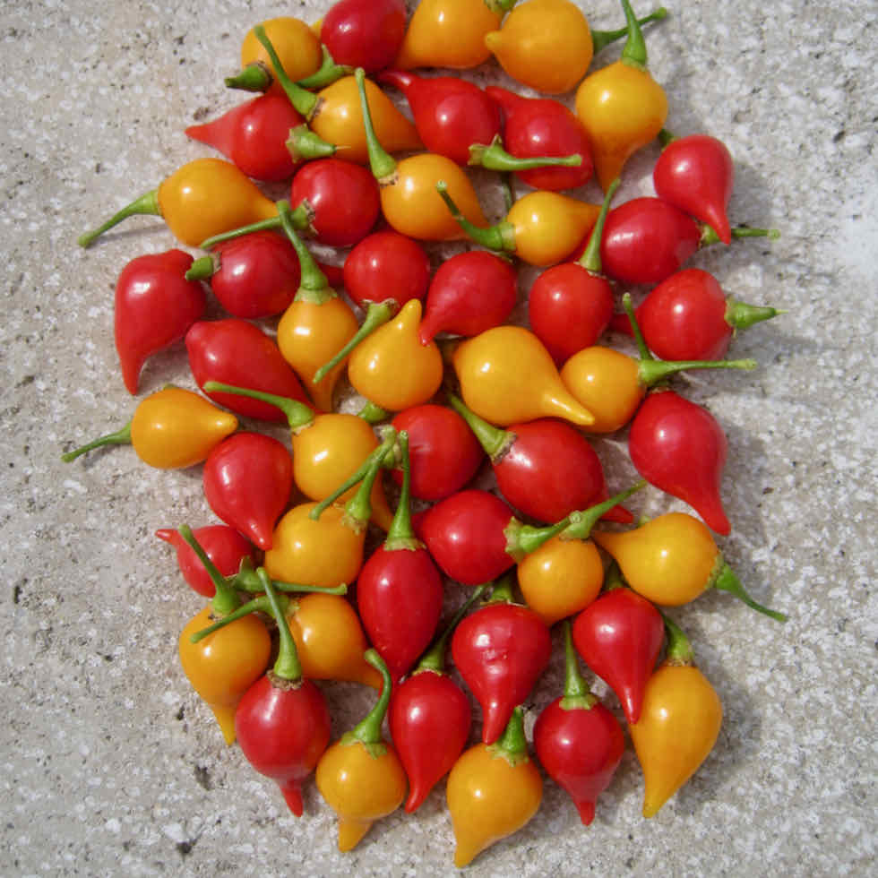 Chilli Pepper Button Mixed Seeds - Very Mild Compact Variety (500 SHU)