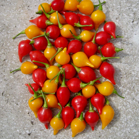 Chilli Pepper Button Mixed Seeds - Very Mild Compact Variety (500 SHU)