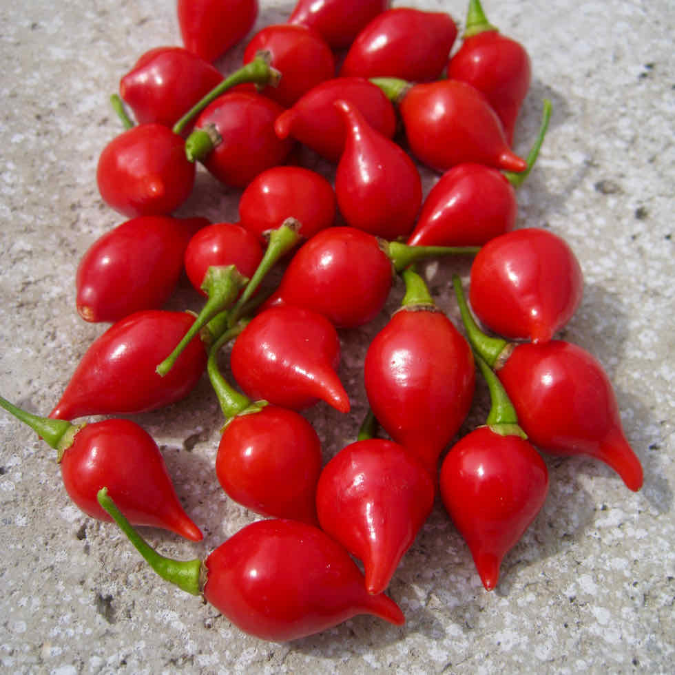Chilli Pepper Button Red Seeds - Very Mild Compact Variety (500 SHU)