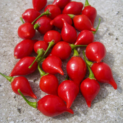 Chilli Pepper Button Red Seeds - Very Mild Compact Variety (500 SHU)