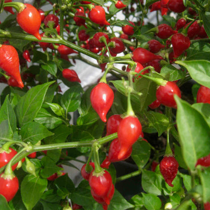 Chilli Pepper Button Red Seeds - Very Mild Compact Variety (500 SHU)