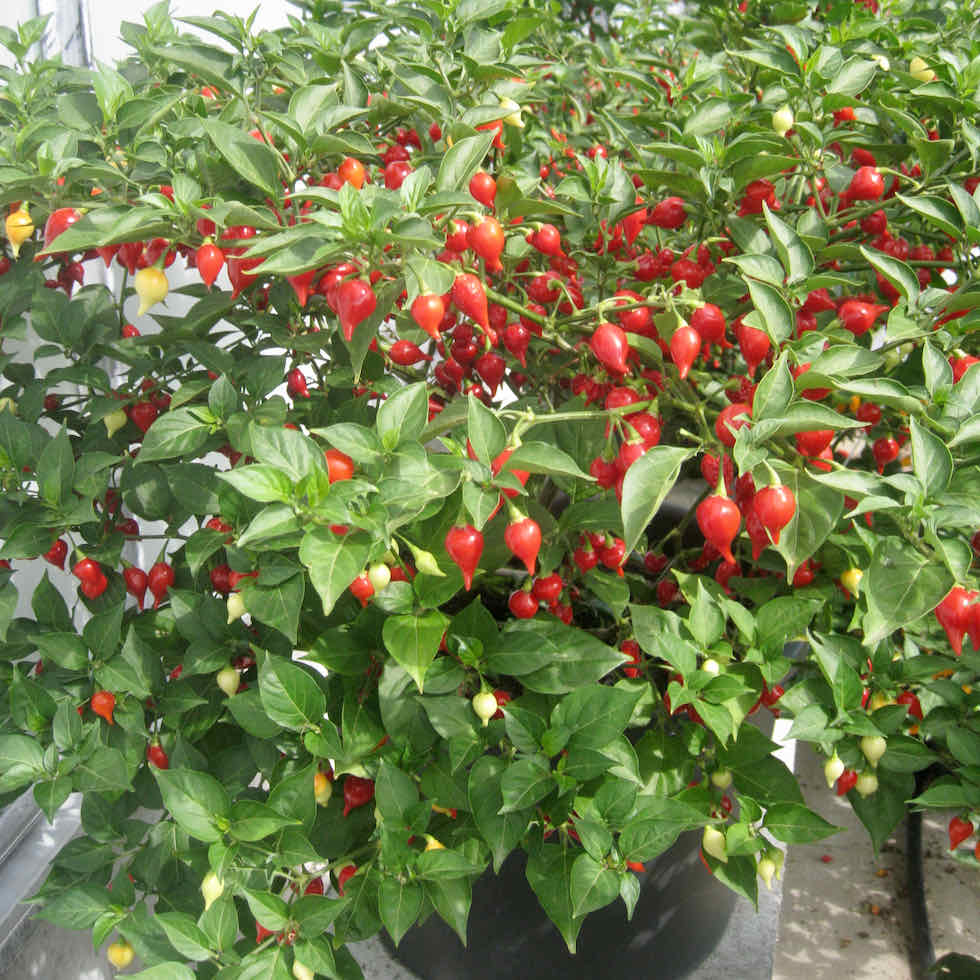Chilli Pepper Button Red Seeds - Very Mild Compact Variety (500 SHU)