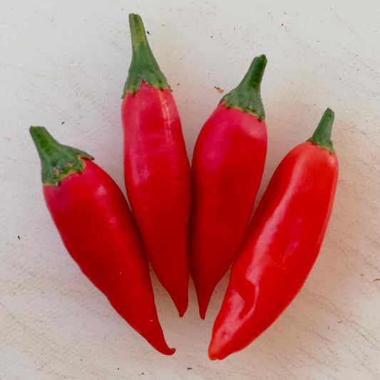 Chilli Pepper Red Glow Seeds - Hot Red Variety (27,000 SHU)