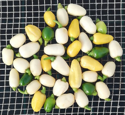 Chilli Pepper Habanero White Heat Seeds | Very Hot Fruity (200,000–300,000 SHU)