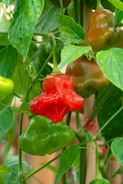 Chilli Pepper Hot Friars Cap Seeds