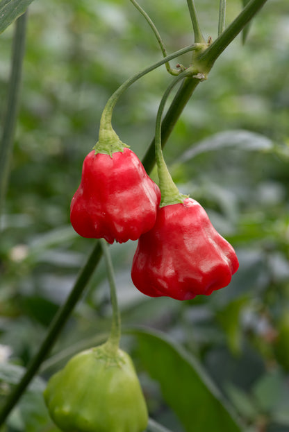 Chilli Pepper Hot Friars Cap Seeds