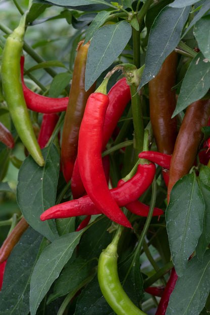 Chilli Pepper Hot Joker Seeds