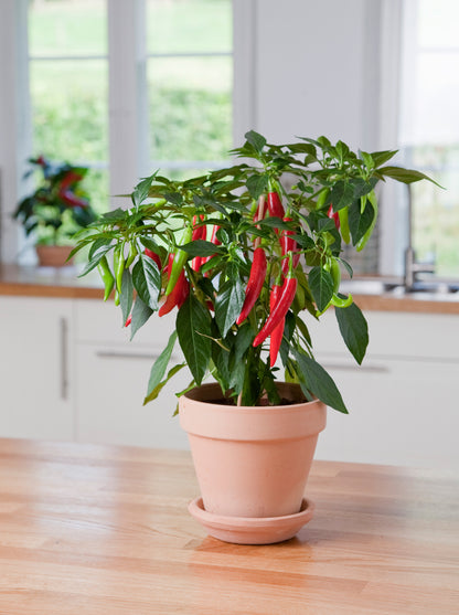 Chilli Pepper Hot Joker Seeds