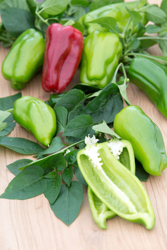 Sweet Pepper Paragon Seeds