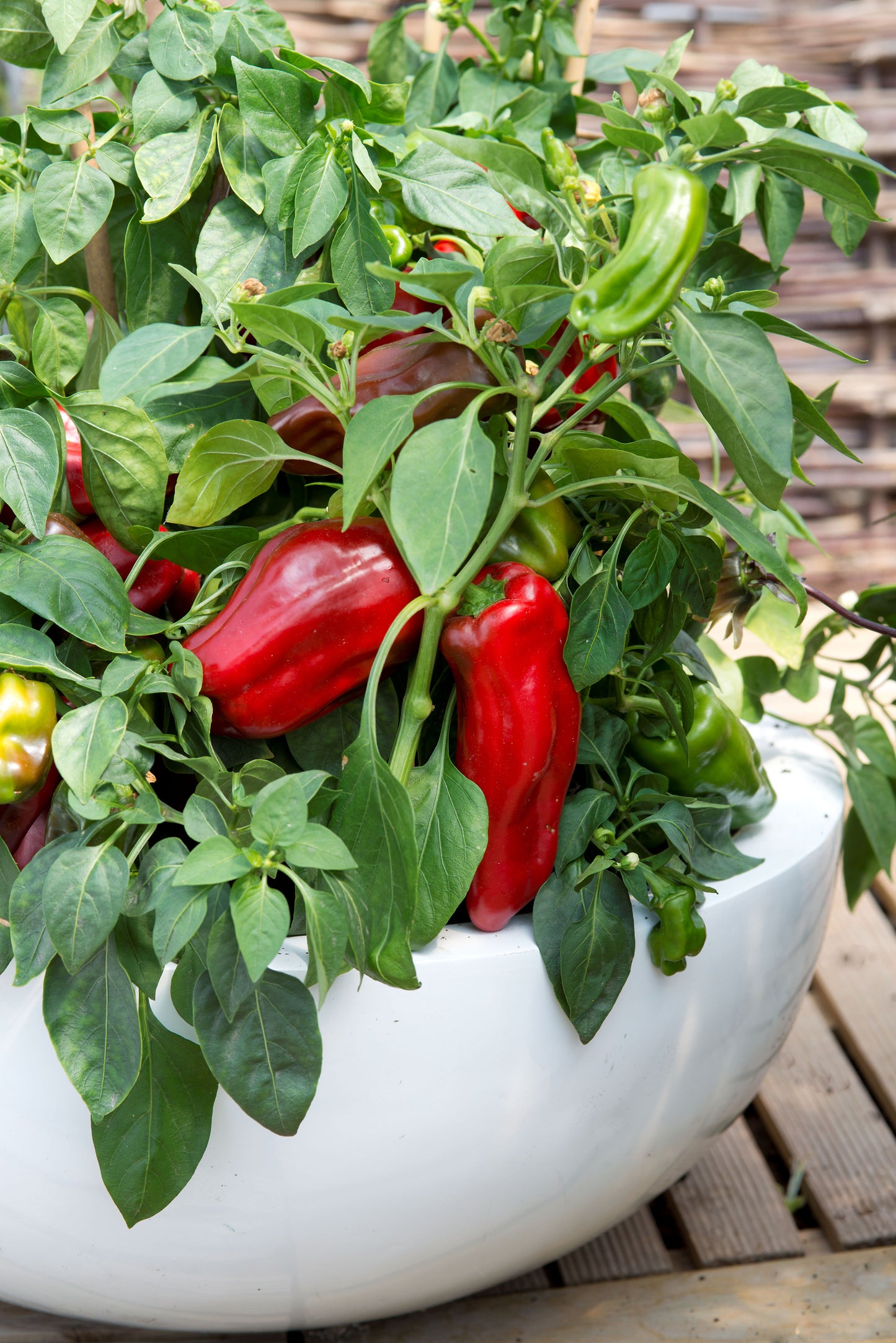 Sweet Pepper Paragon Seeds