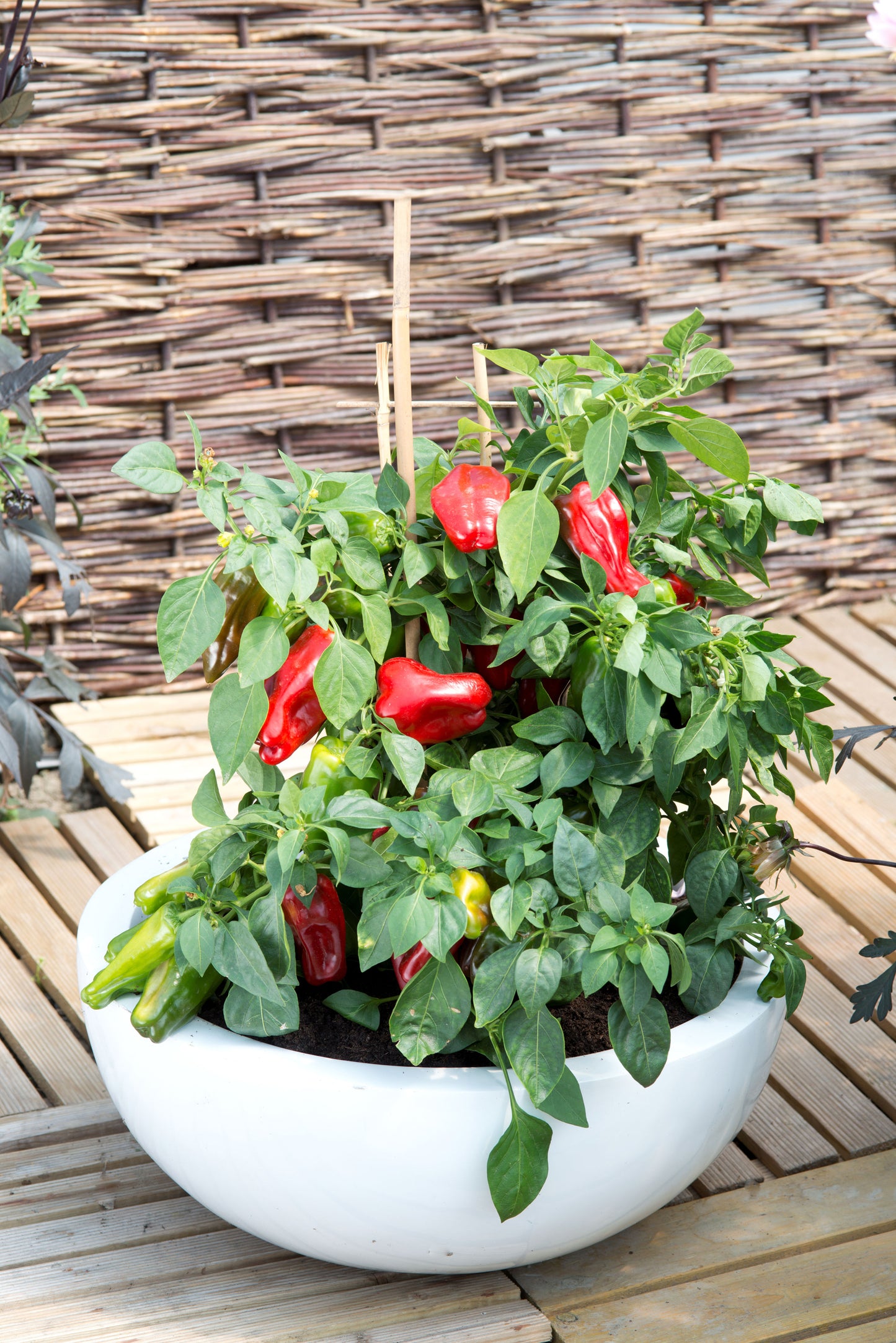 Sweet Pepper Paragon Seeds