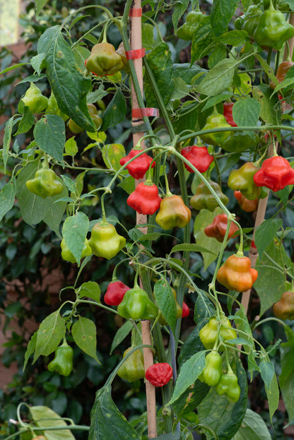 Chilli Pepper Hot Friars Cap Seeds