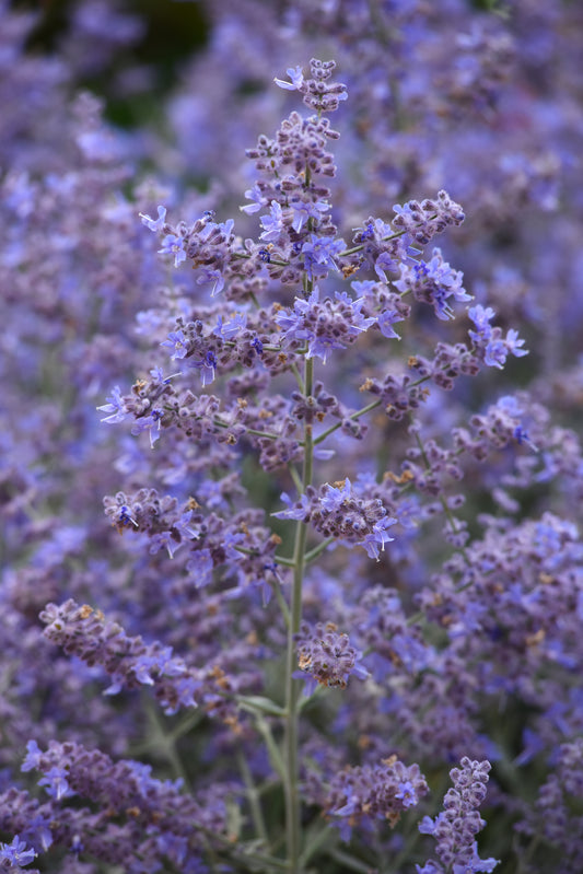 Perovskia Bluesette Seeds