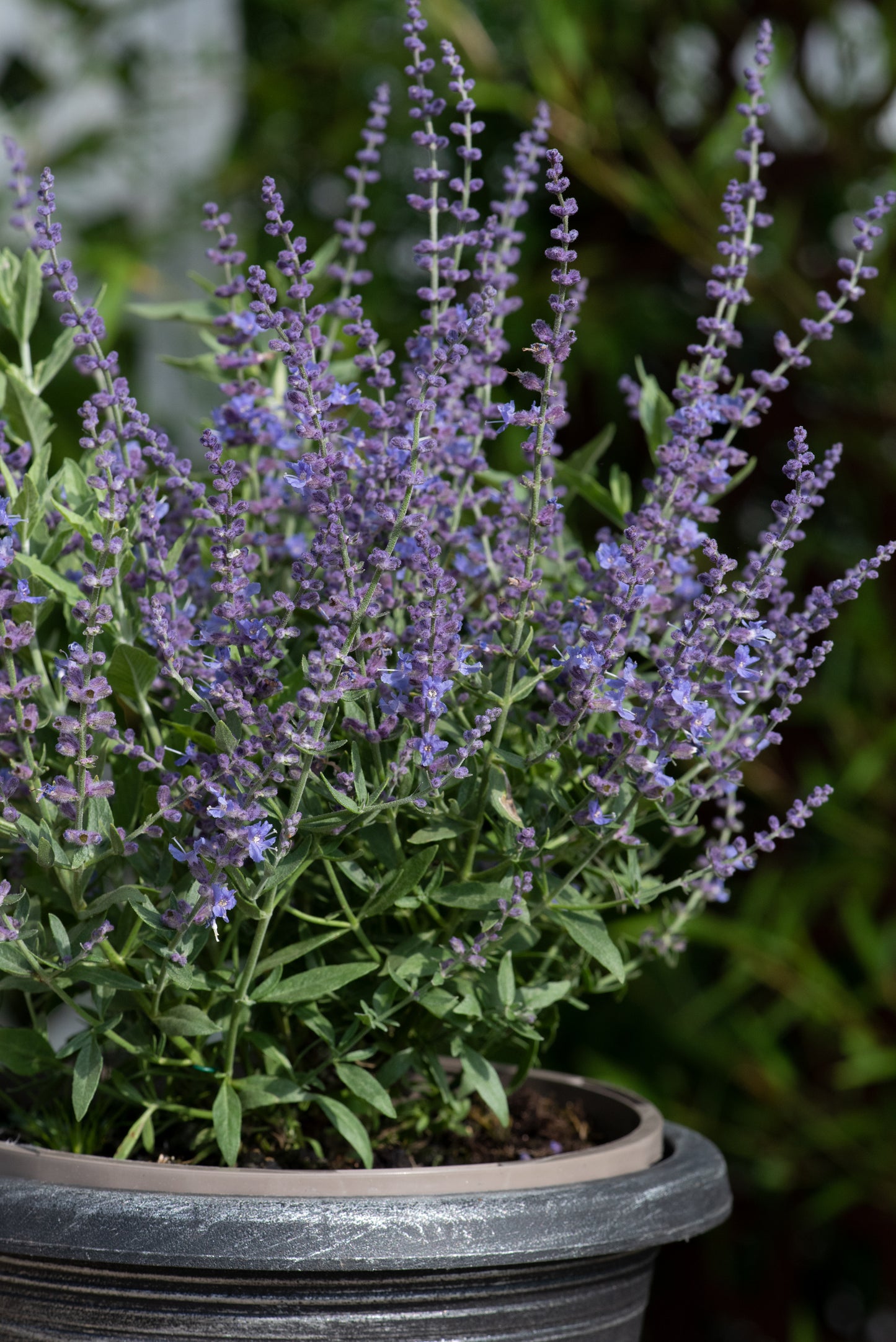 Perovskia Bluesette Seeds