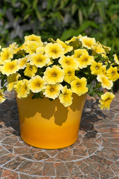 Petchoa Caliburst Yellow Seeds