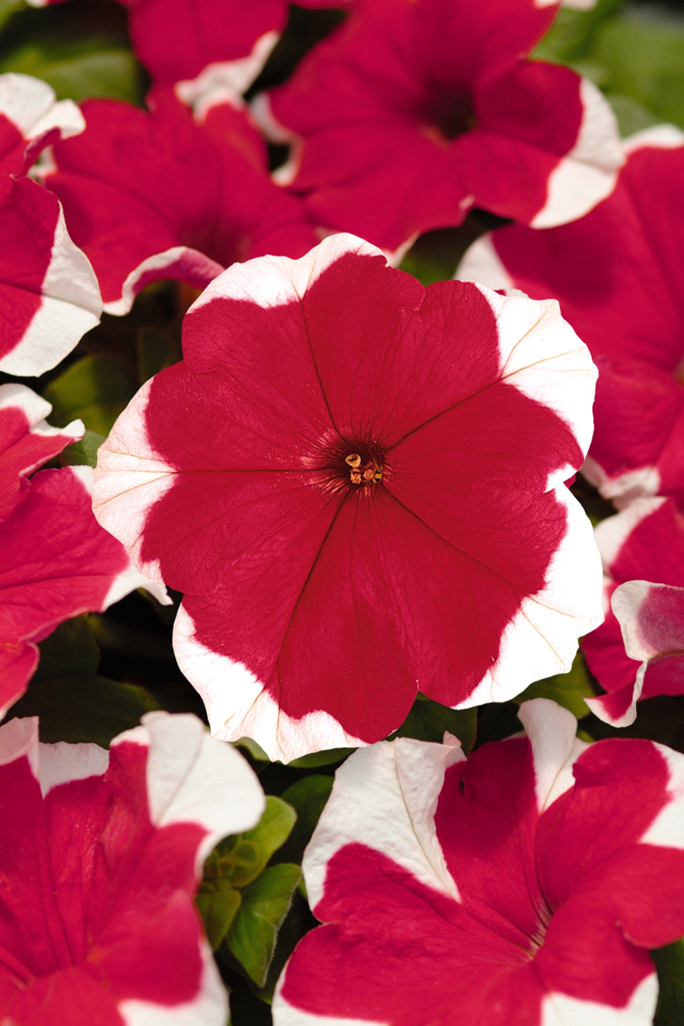Petunia Express Red Ice Seeds