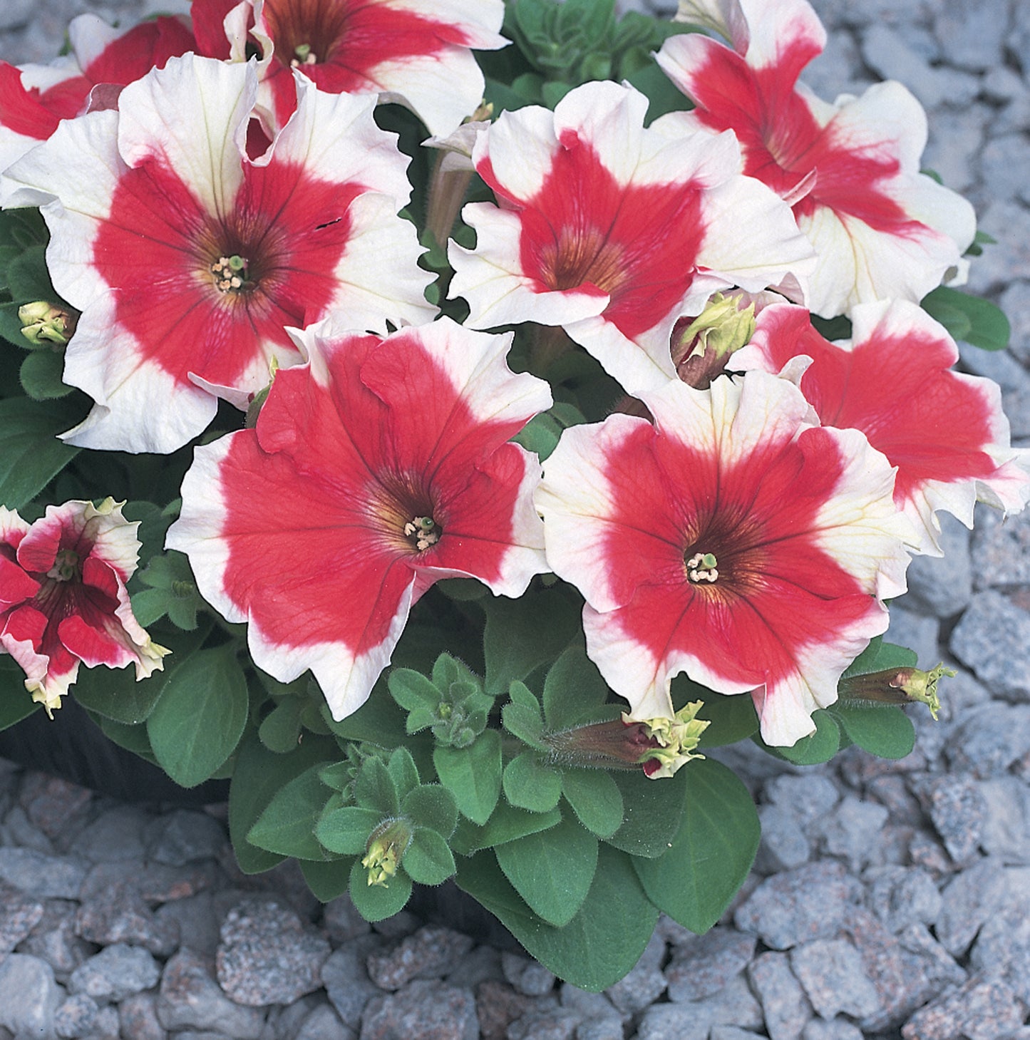 Petunia Express Red Ice Seeds